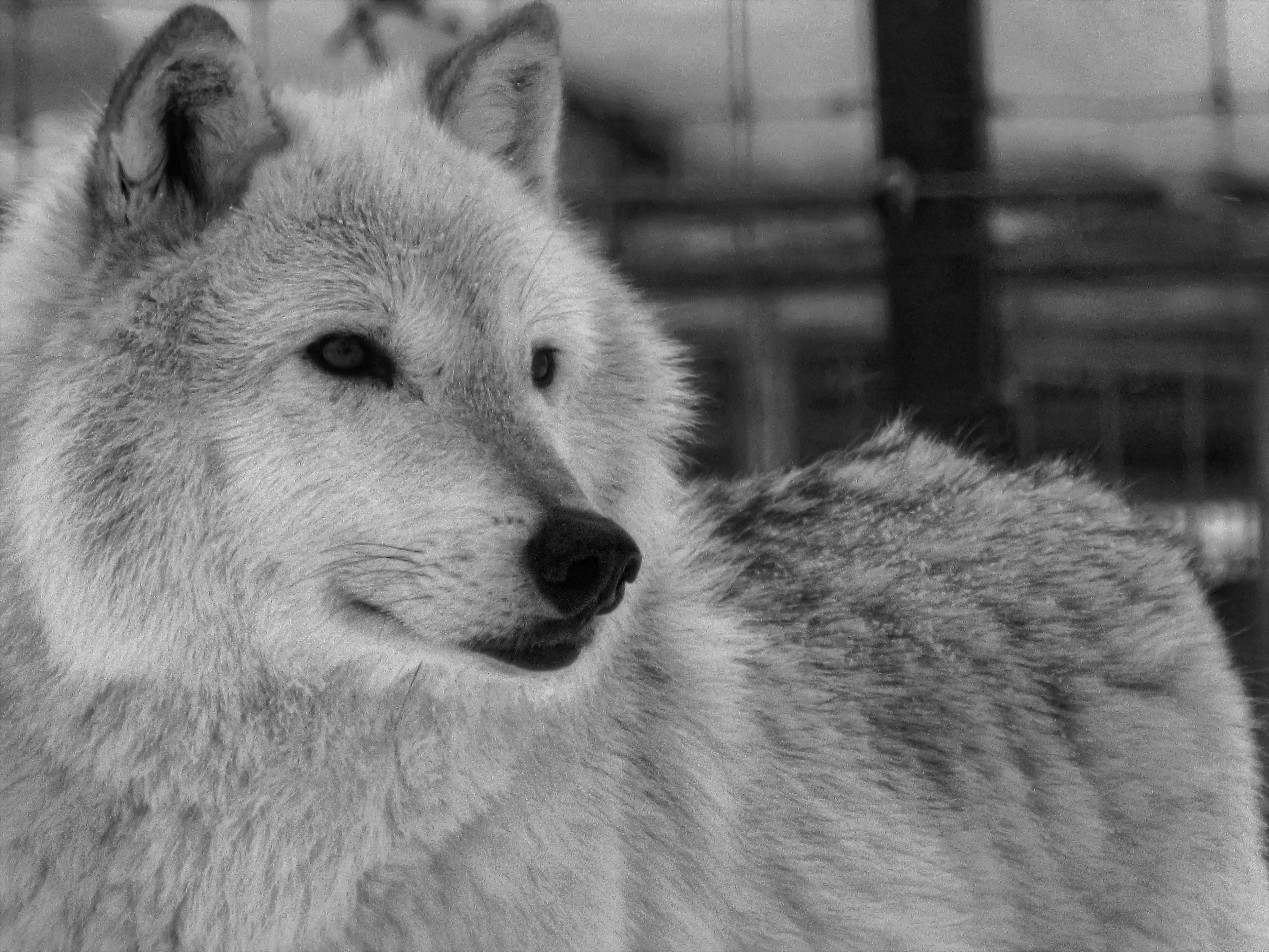 GuruShots - Monochrome Moments Jan 26