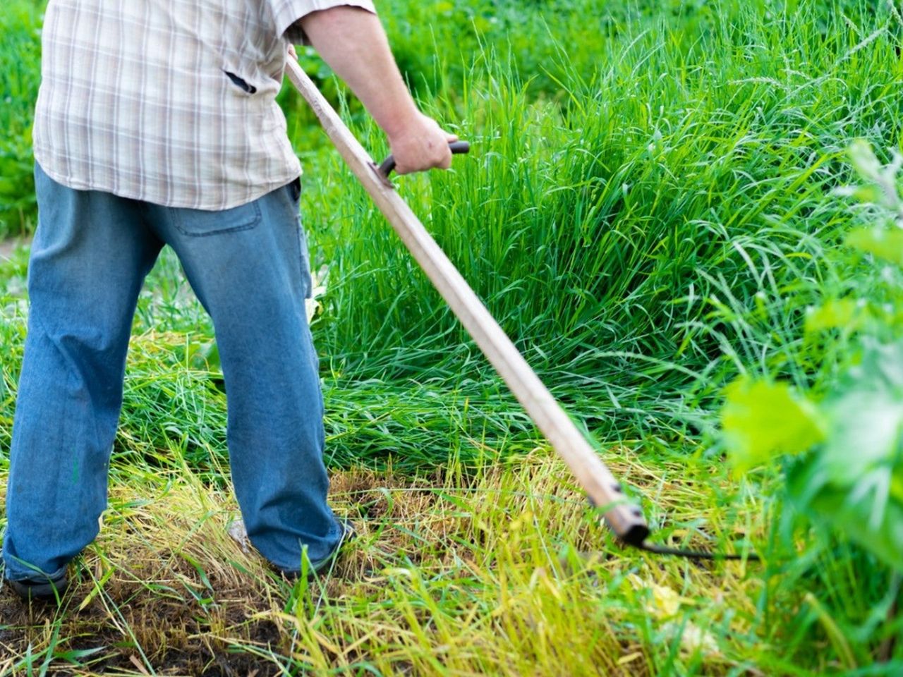 A man cuts grass with a scythe