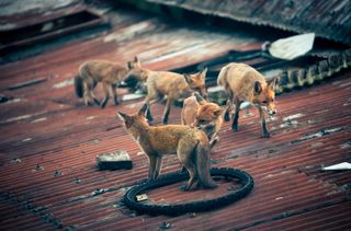 Global Urban Wildlife Photography Awards launched by Picfair photography platform