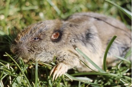 northern pocket gopher