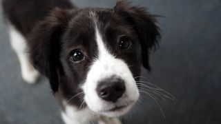 An adorable border collie puppy