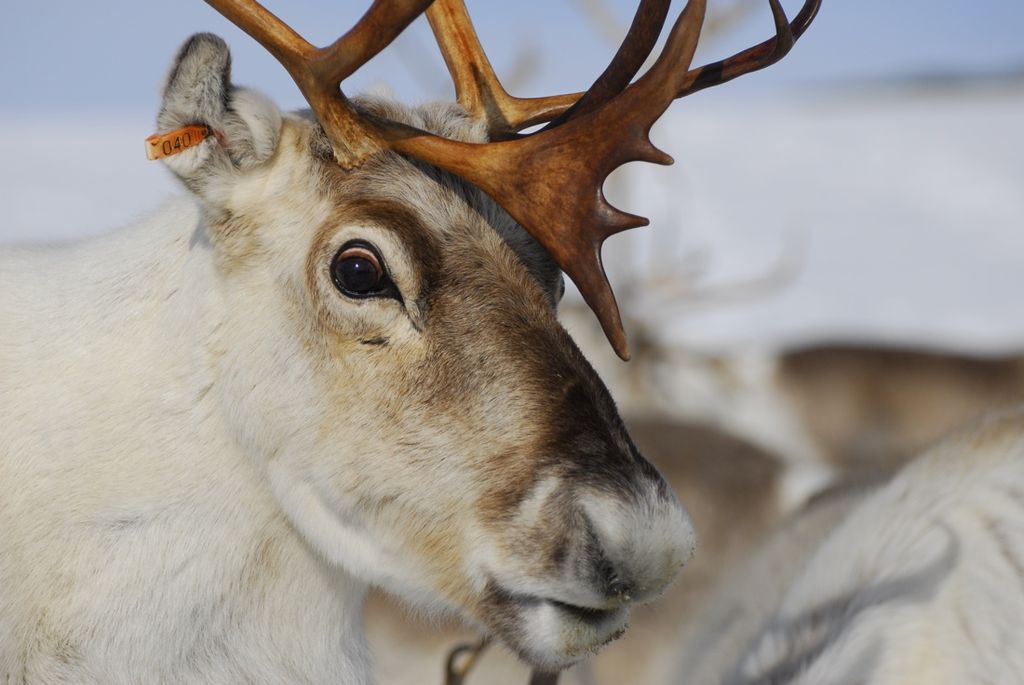 Reindeer Eyes Turn Blue in the Winter | Live Science