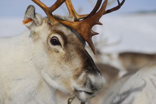 reindeer in the Arctic