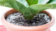 picture of potted plant with mould on the topsoil to support expert advice to anwser why does my plant have mould on the soil