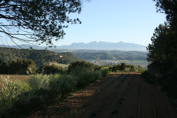 00000a127-Vineyard_view_to_Montserrat.jpg