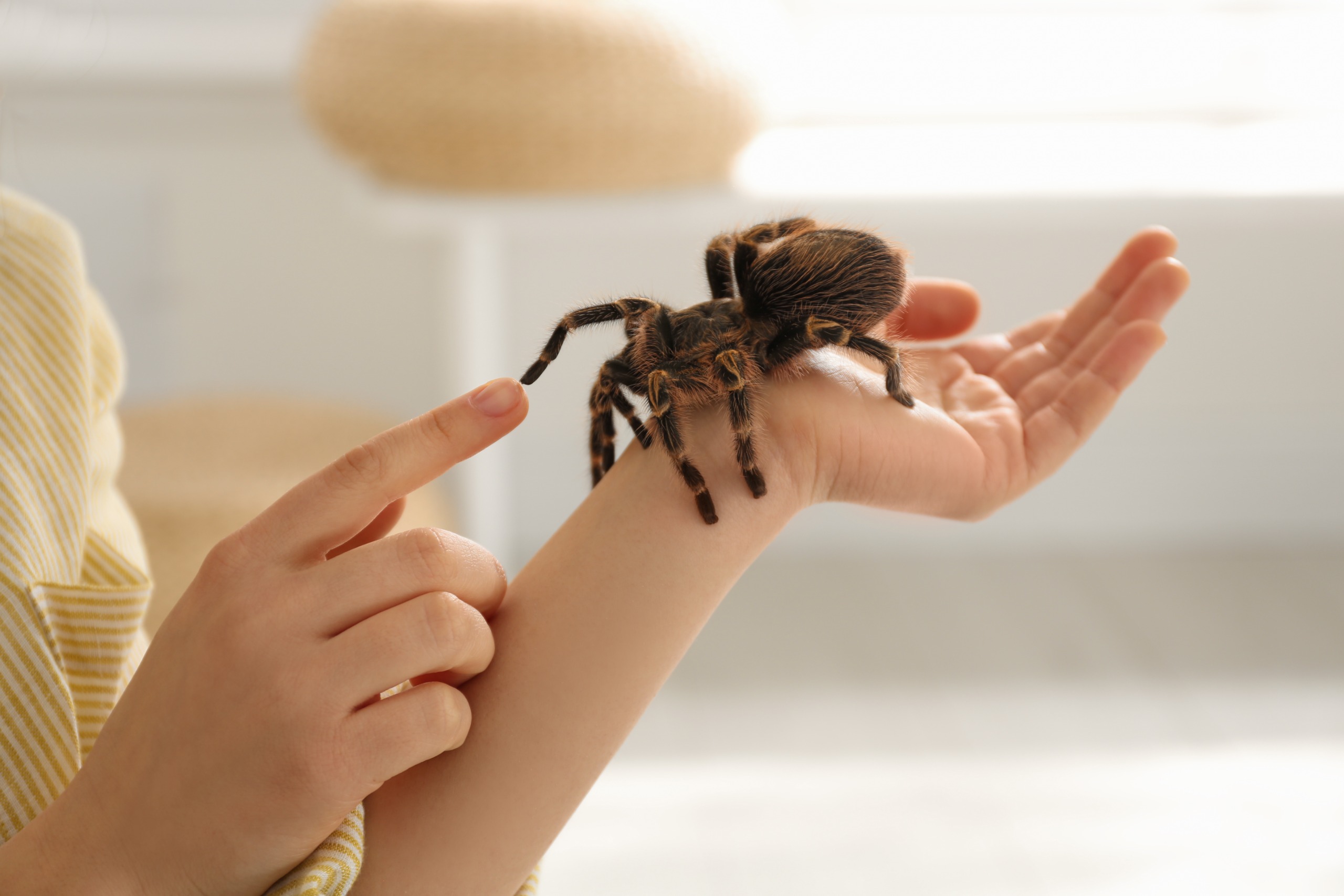 A woman holds a pet tarantula at home.