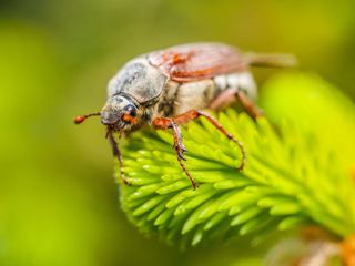 GuruShots - Macro Moments