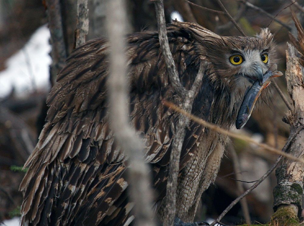 Bad Omen or Wise Advisor? Evocative Owls Star in Photos Live Science