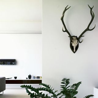 hallway with antlers on white wall