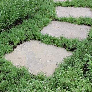 Stepping stones on grass