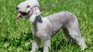 Easiest dog breeds