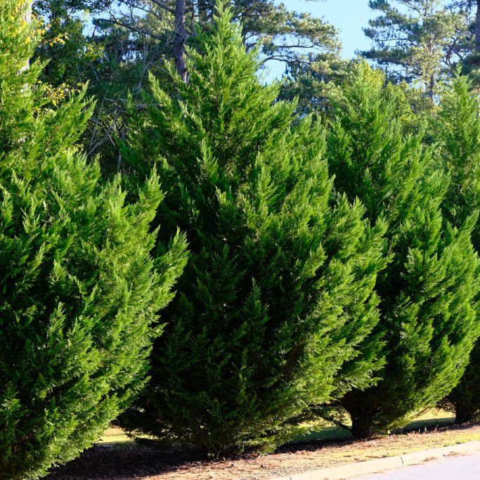 The 7 Best Types Of Cypress To Grow In Your Garden | Gardening Know How