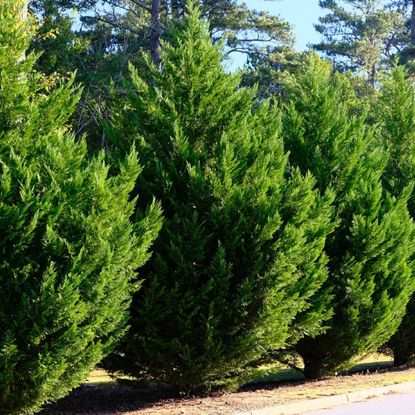 Leyland Cypress Trees in a Row along Road as hedge