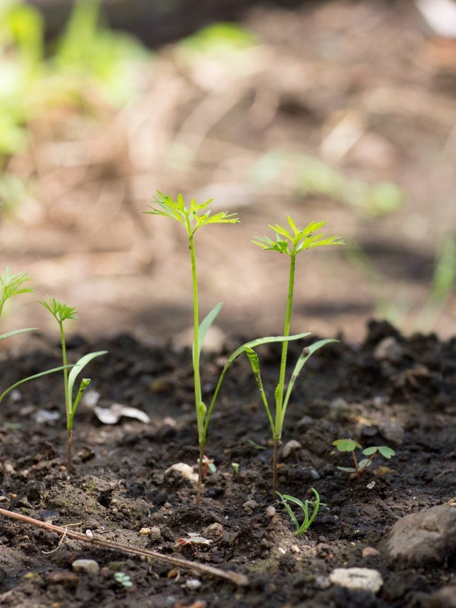 Carrot Seedlings In Soil