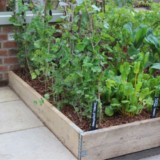 Wooden raised vegetable bed with cuff and chard at RHS Chelsea Flower Show 2023