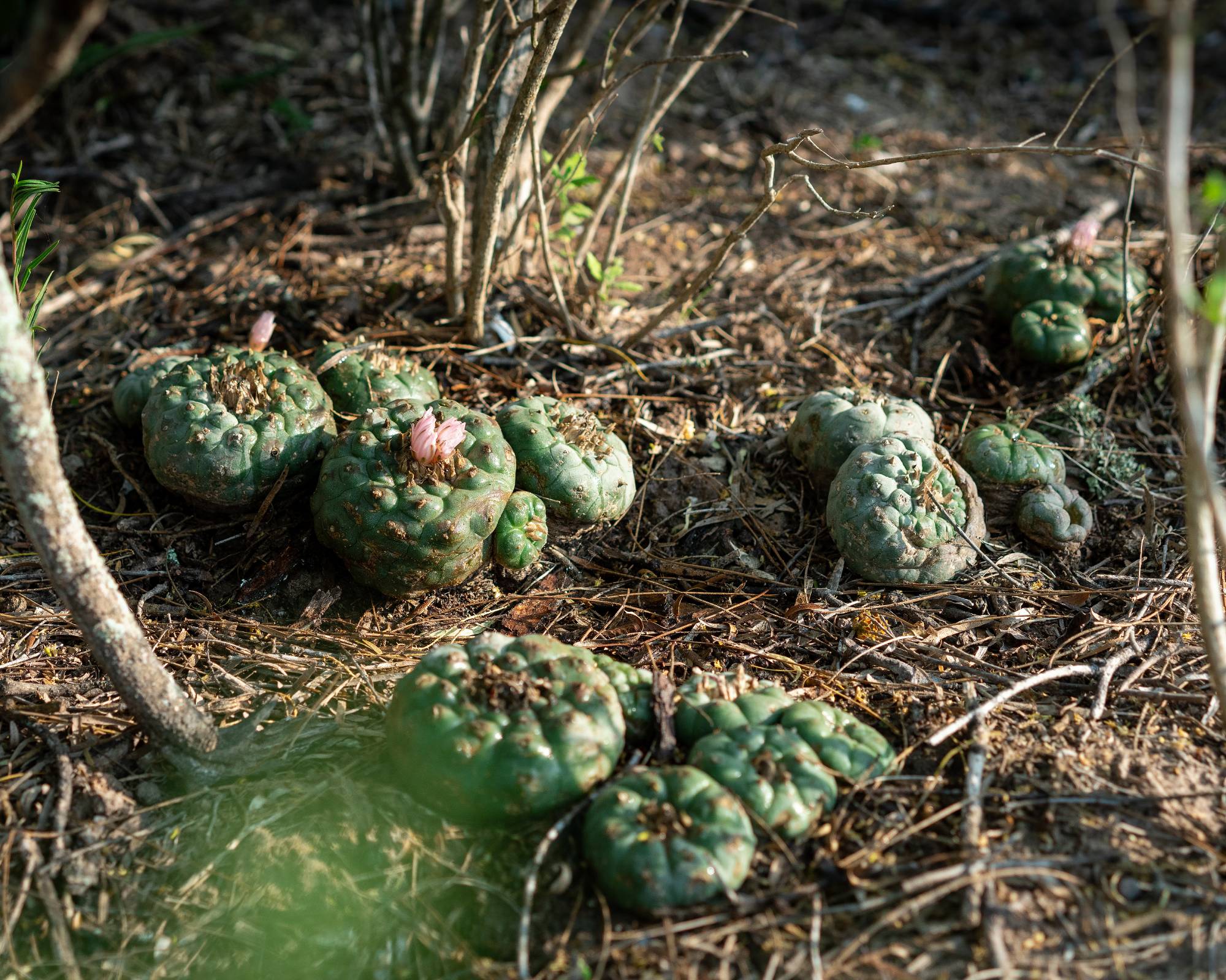 Peyote cacti growing in wild