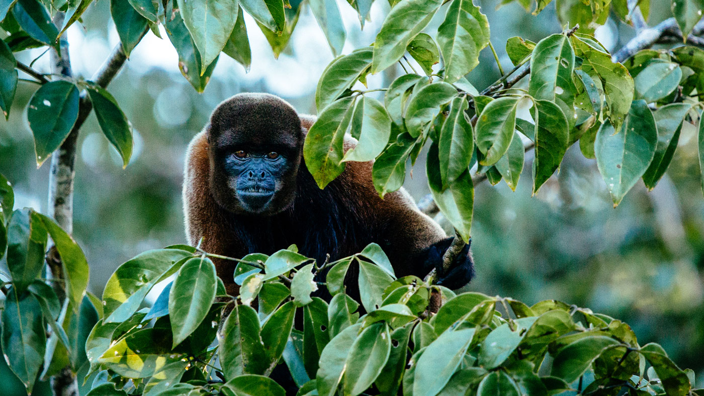 Aria Amazon, Peru cruises