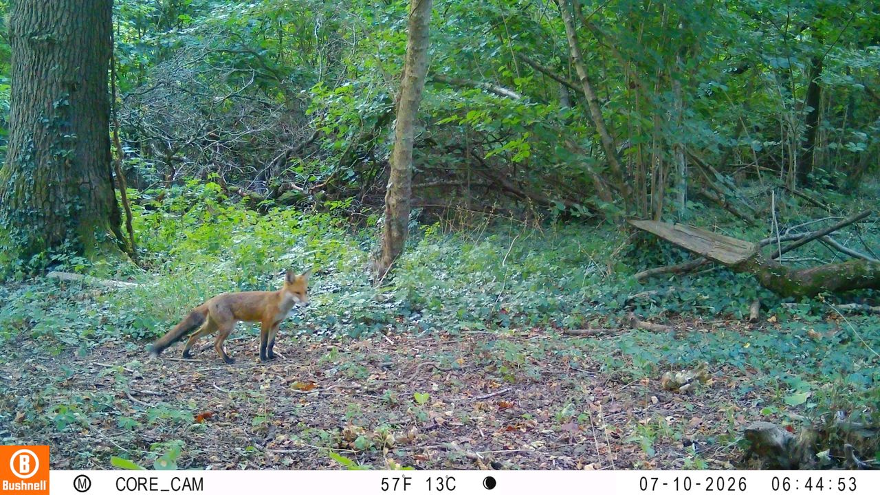 Sample images from the Bushnell Core S-4K No Glow trail camera