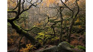 A woodland of contorted trees in autumn