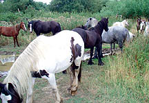 Horsesinfield.jpg