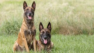 Two Belgian Malinois sitting in field