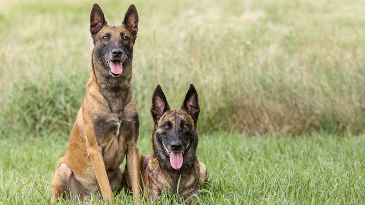 German Shepherd vs Belgian Malinois: Which dog is right for you ...
