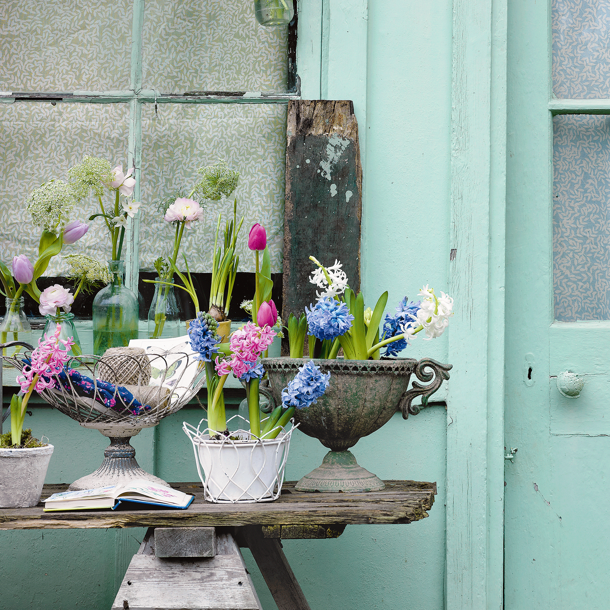 Hyacinths in outdoor display