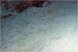 schooling gobies, lionfish