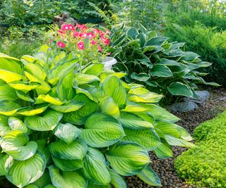 hosta plants in garden border