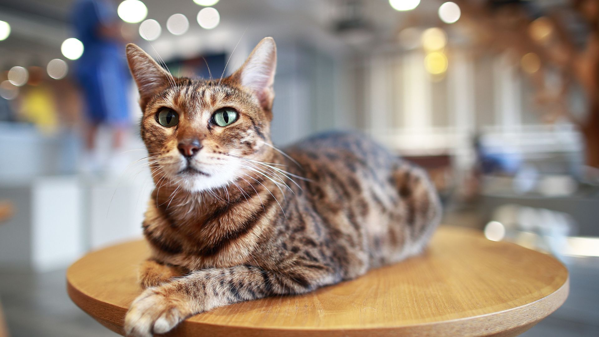 Ocicat: Breed profile and information