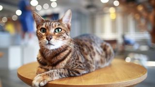 Close up of Ocicat on table