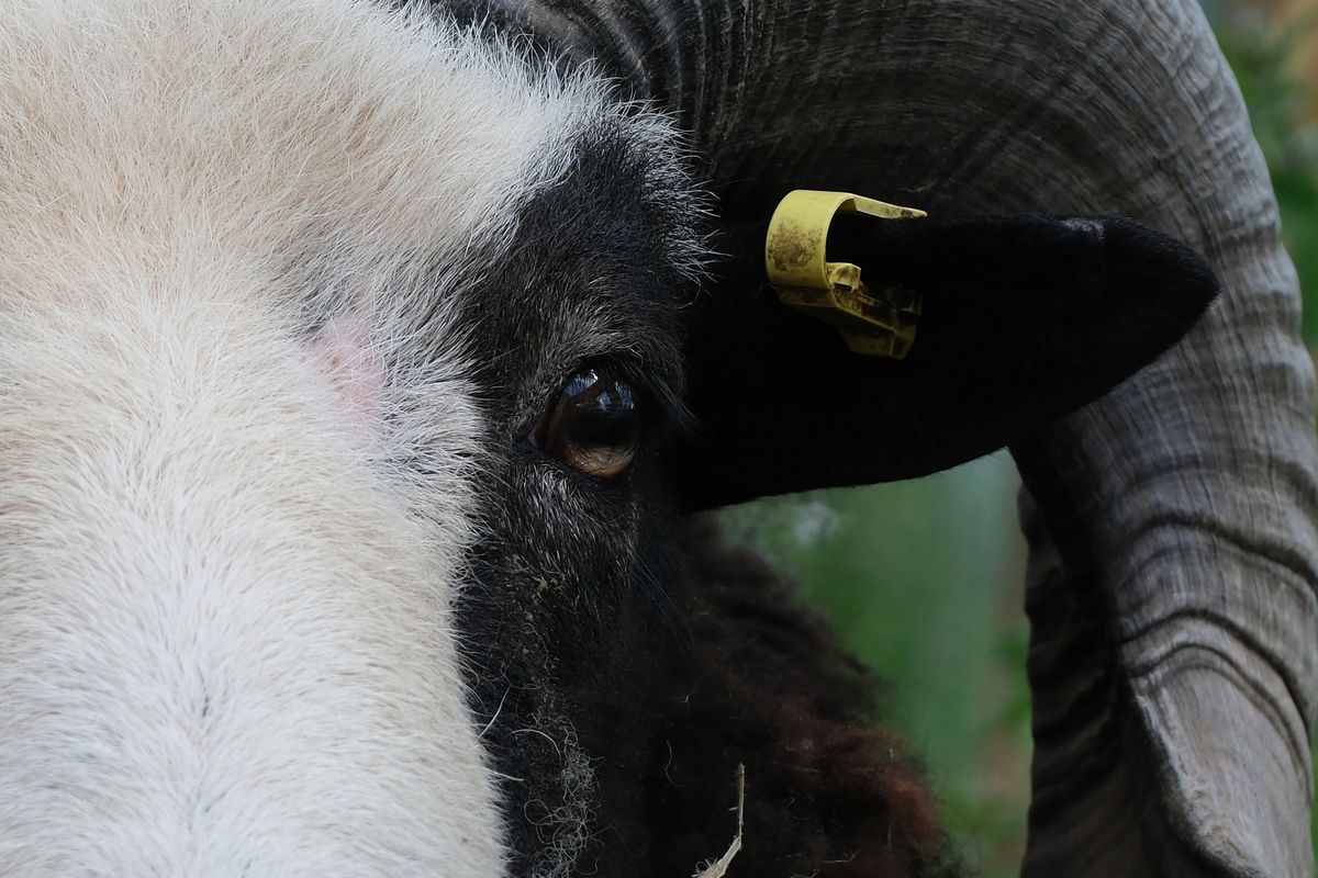 A black and white ram looks directly at the camera, taken on a Fujifilm X-T50 camera