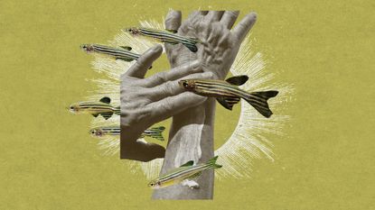 Photo collage of hands putting on sunscreen, zebra fish, and an illustration of a sun's corona in the background
