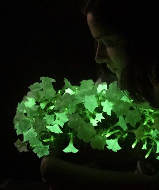 Light Bio glowing petunias