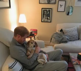 Prince Harry inside Nottingham Cottage