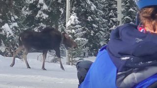 Moose protects calf from skiers at Steamboat Resort Colorado