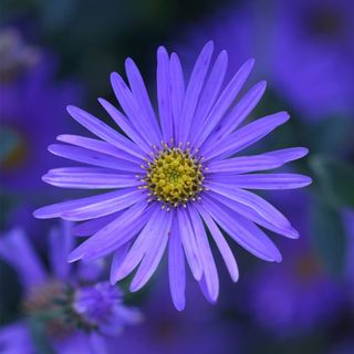 Aster