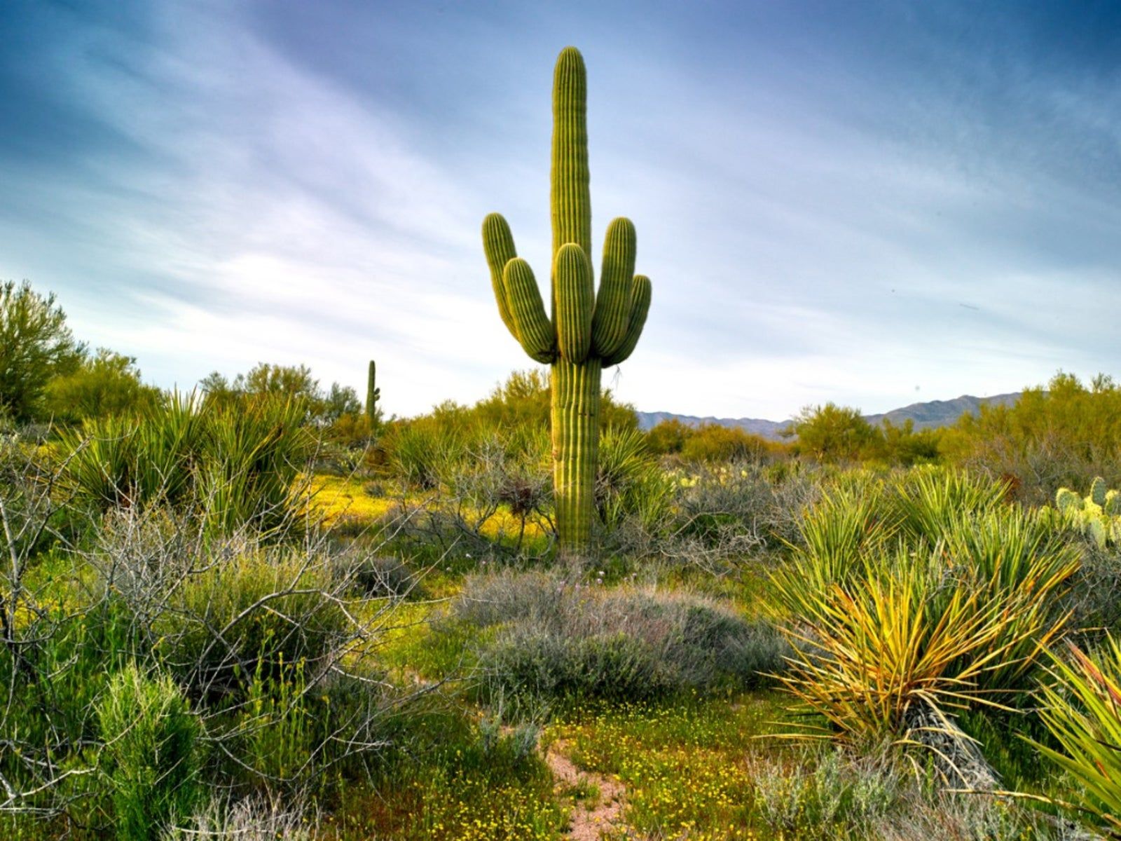 Growing Saguaro Cactus: Information On Saguaro Cactus Care | Gardening Know  How