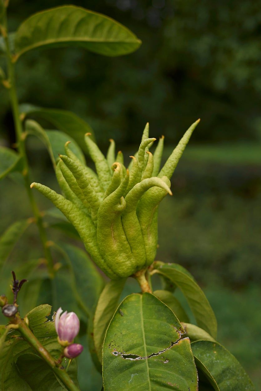 Green Buddha&amp;#39;s Hand Flower Tree