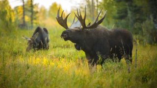 Pair of moose standing in long grass at Yellowstone National Park