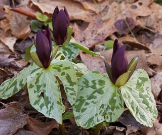 Sweet Betsy Trillium