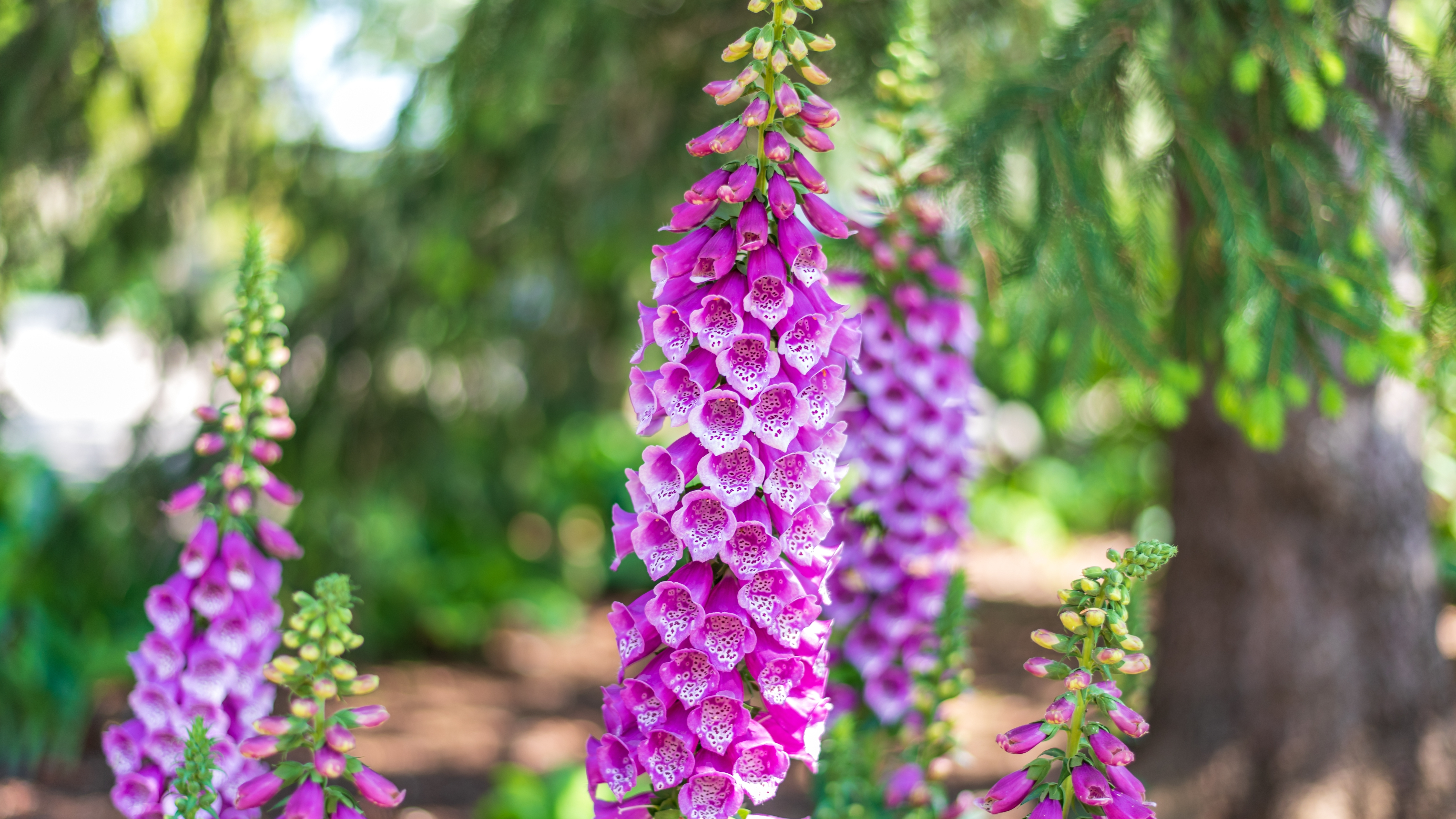 Foxglove flowers