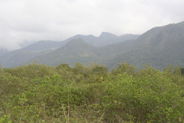 Brazilian Beauty: The Threatened Atlantic Forest | Live Science