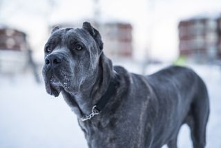 Cane Corso stood outside