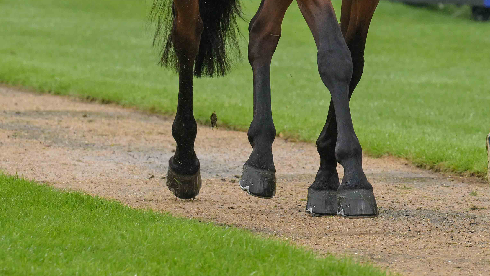 Horse hooves at a trot-up