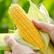 Harvest-ready unwrapped corn cobs in a gardener's hands, close-up