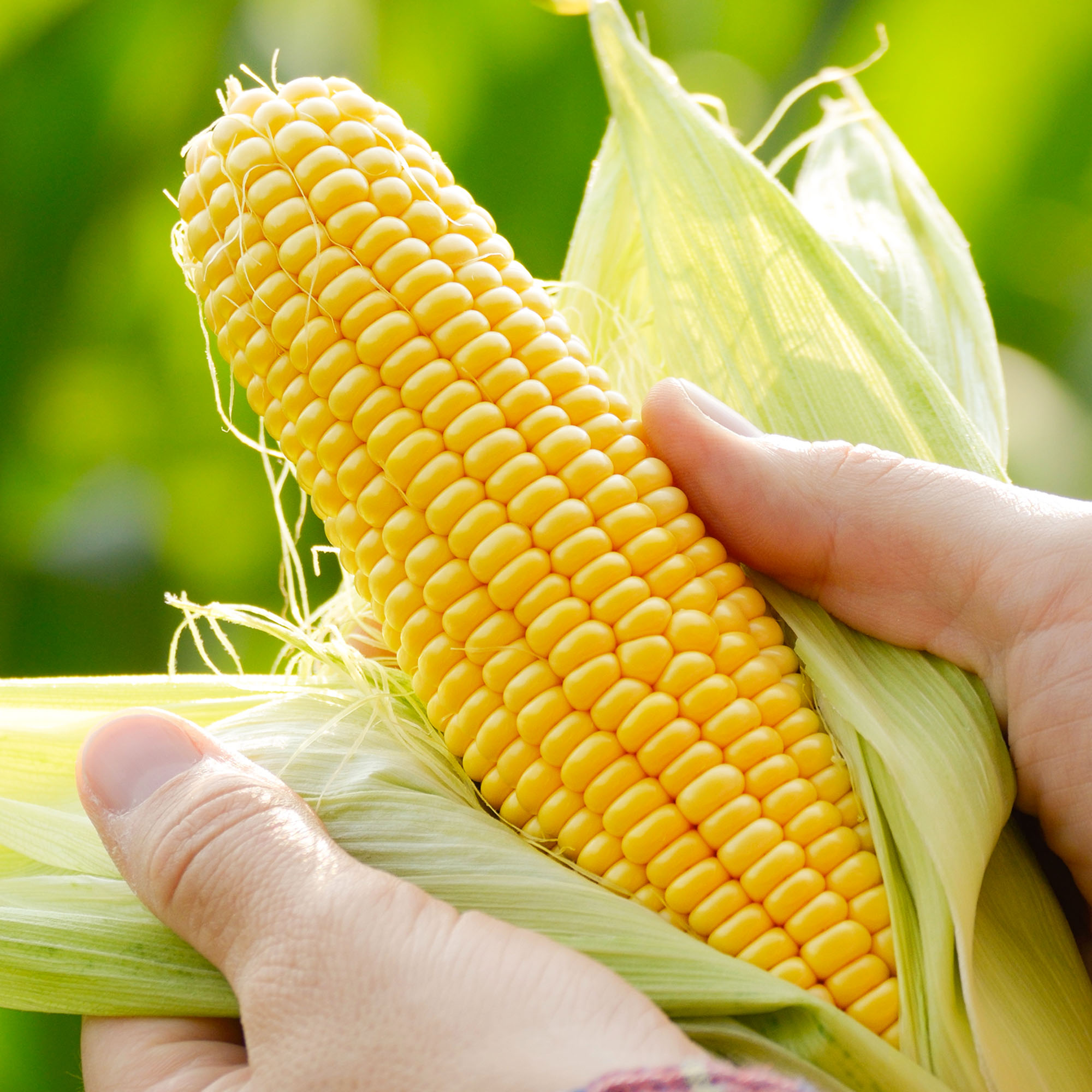 Harvest-ready unwrapped corn cobs in a gardener's hands, close-up