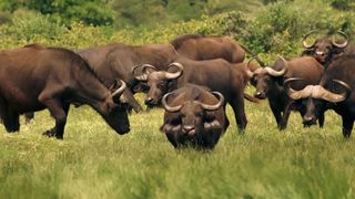 Bison captured on Canon cameras by Babson students in Tanzania. 