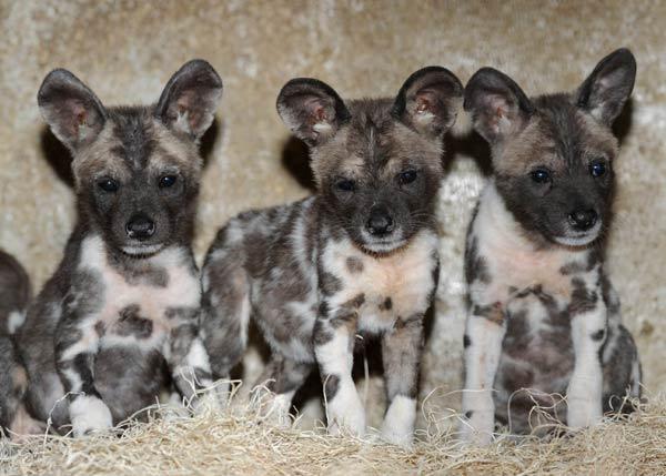 Puppies! 10 African Wild Dog Puppies Born | Live Science