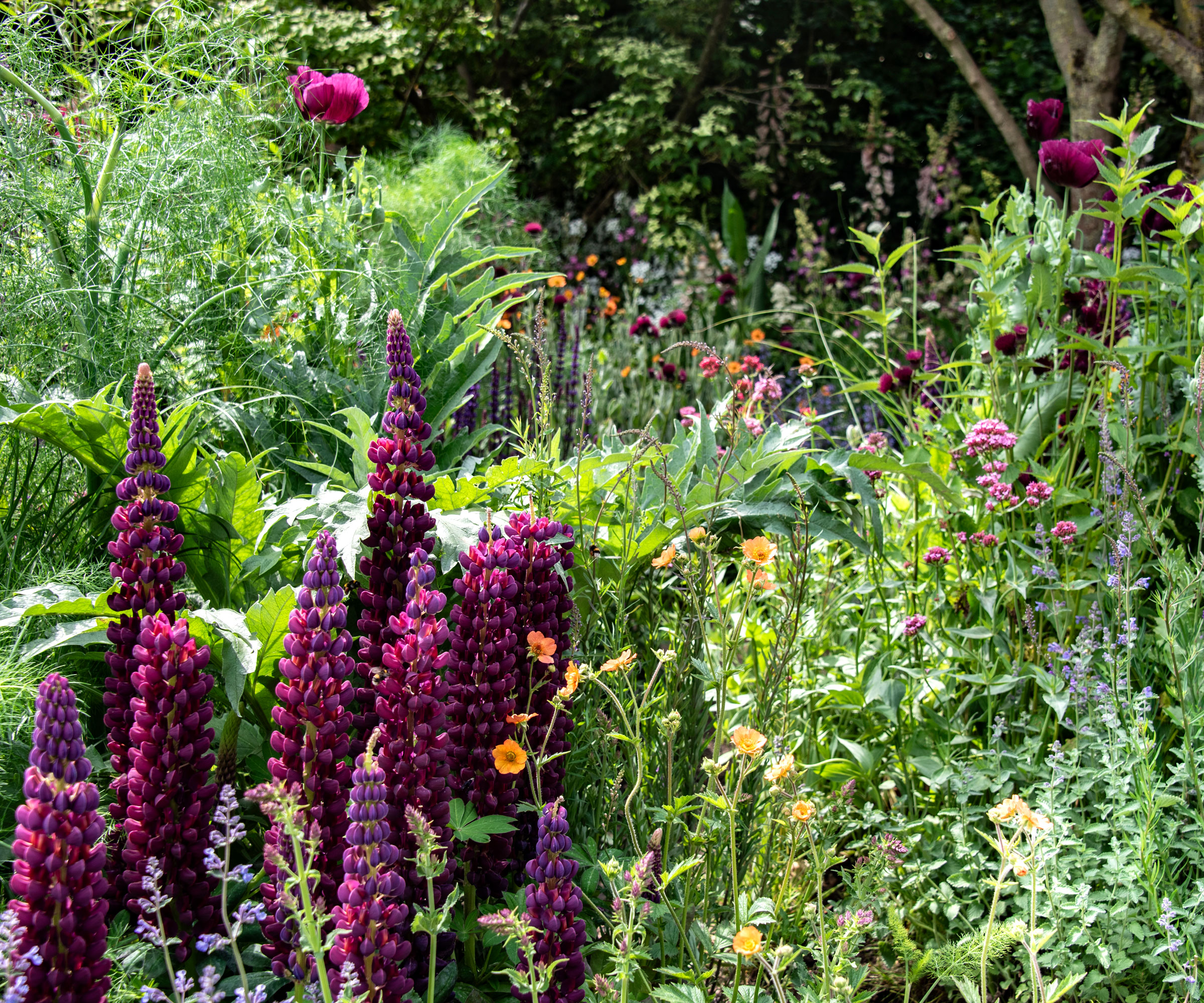 dark red-purple lupins in flowerbed with ed-purple oriental poppies and orange geum
